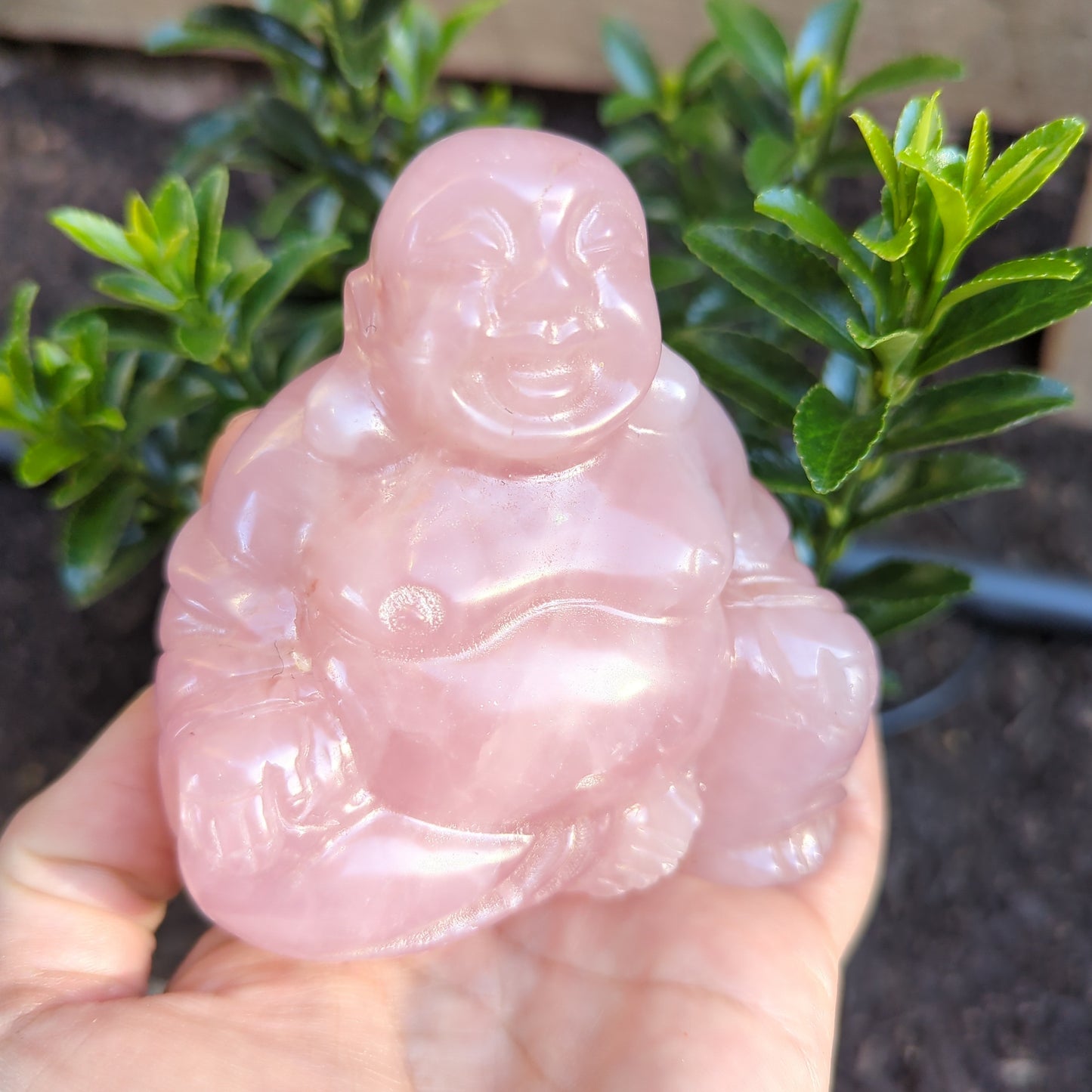 Rose Quartz Laughing Buddha Large