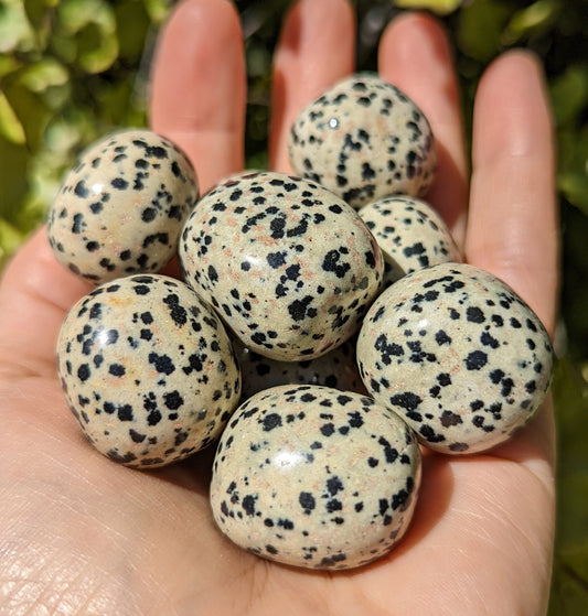 Dalmatian Stone Tumbles