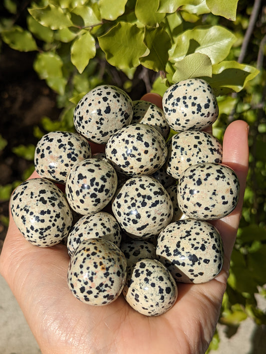 Dalmatian Stone Tumbles